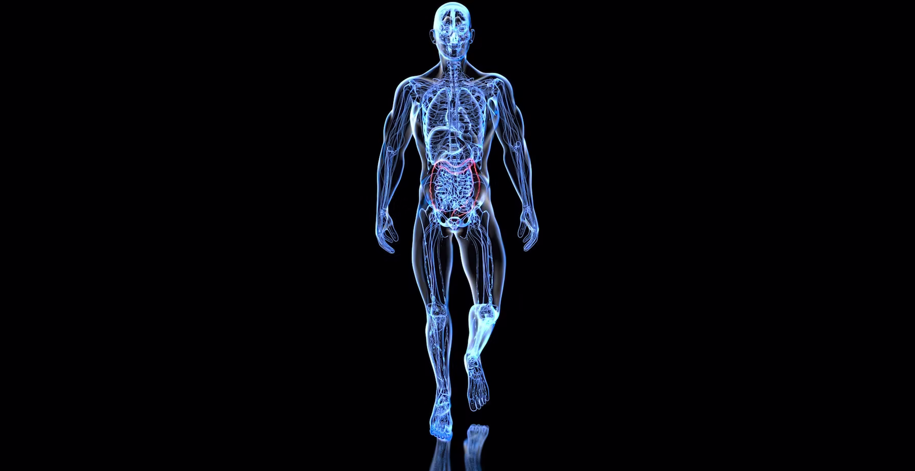 Anatomical scan visualization representing precision diagnostics